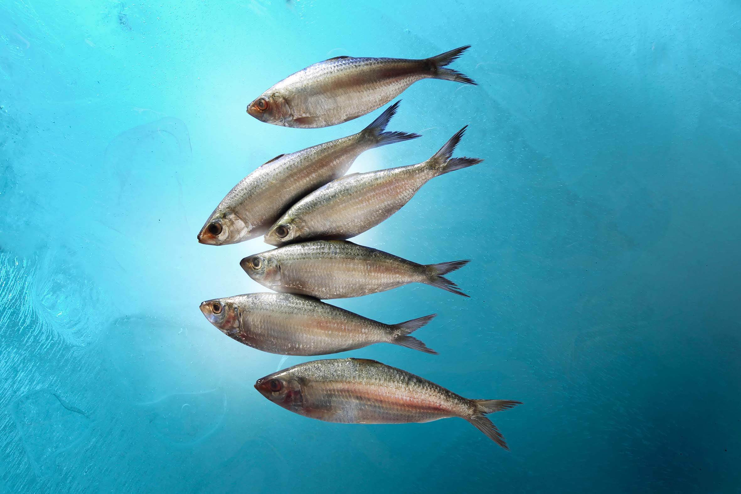 Lesser sardine